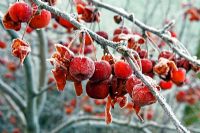 Malus 'Evereste' AGM - Crab apples with hoar frost in winter - the fruits start to disintegrate which allows birds to eat them more easily