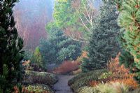 The Winter garden at RHS Rosemoor with Betula jacquemontii 'Silver Shadow' AGM, Pinus radiata Aurea Group, Pinus strobus 'Macopin' and Picea glauca var. albertiana 'Conica'