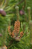 Pinus heldreichii var leucodermis 'Compact Gem' 