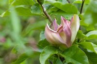 Magnolia x brooklynensis 'Woodsman'