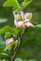 Magnolia x brooklynensis 'Woodsman'