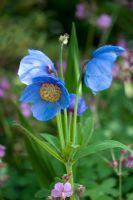 Meconopsis 'Lingholm' - Himalayan Poppy