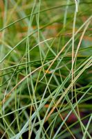 Carex brunnea 'Jeneke'