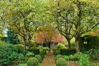 Garden in autumn with box topiary and low hedges and view along path towards Prunus cerasifera 'Nigra' framed by ornamental cherries in autumn