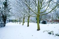 Line of hornbeams in winter with snow