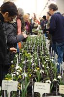 Snowdrops for sale at the 2009 Galanthus Gala