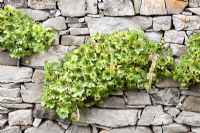 Sempervivum growing in dry stone wall