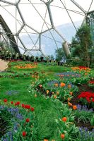 Planting of Tulips and Muscari - Grape Hyacinth inside the warm temperature biome, The Eden Project, Cornwall.