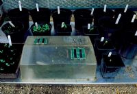 Small non-heated propagator with lid on sitting on heated mat with seedlings in small plastic pots