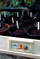 Small Thermostatically controlled propagator with plastic pots sown with seeds.
 
