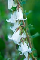 Campanula alliariifolia - Ivory Bells, growing at Town Place Garden, Sussex. Designers Mr and Mrs Mcgrath