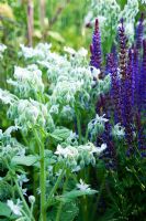 Borago officinalis 'alba' - White Borage and Salvia planted in the herb garden at Town Place Garden, Sussex
