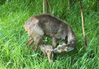 Capreolus capreolus - Roe deer female suckling two day old fawn in Surrey