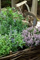 Sage, Thyme, Wall Germander and Nepeta in woven hazel bed with mediaeval wheelbarrow - RHS Chelsea Flower Show 2009