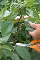 Removing top growth of Broad Bean suffering from blackfly attack