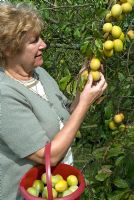 Woman picking 'Coe's Golden Drop' plums