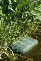 Barley straw bale in pond to prevent string and filamentous algae 