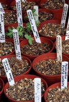 Labelled pots of plants growing from seed. Pontypridd, Glamorgan