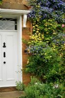 Scented climbers and shrubs welcome visitors at this front door - Ceanothus, Rosa banksiae 'Lutea' and Rosa 'Zephrine Drouphin' and Perovskia 'Blue Spire' 