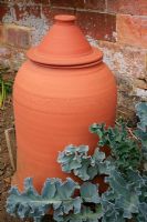 Terracotta seakale forcing jar from Whichford Pottery with seakale alongside, ready to be covered over which will blanch the leaves and remove the bitter taste