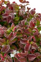 Leucothoe axillaris 'Curly Red' with snow and frost