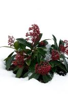 Skimmia japonica 'Rubella' in snow