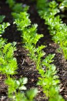 Carrot 'Ideal Red' seedlings