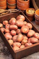 Solanum tuberosum 'Romano' potatoes in a wooden tray