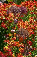 Helenium and Angelica gigas 