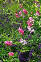 Lathyrus latifolius - Everlasting, perennial Sweet Pea growing through Lavandula - Lavender bushes on a sunny bank