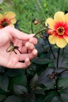 Identifying an opening flower bud from the spent, pointed flower buds on a Dahlia plant before dead heading