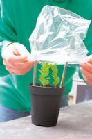 Placing plastic bag over cuttings