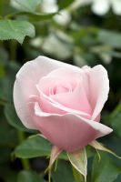 Rosa 'Chris Beardshaw'. . Hampton Court Flower Show July 2007. New Roses 