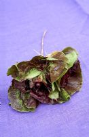 Salad leaves 'Orchidea Rossa' on purple fabric