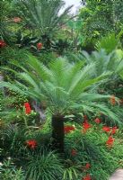 Cycas revoluta in tropical garden 