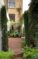 View through fastigiate conifers to small decked urban courtyard garden with containers of  Dicksonia antarctica - Tree Fern, Buxus and Hostas