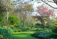 Spring garden with grass path between spring borders of Narcissus - Daffodils, Prunus - Cherry tree, Myosotis - Forget-me-nots and Helleborus - Hellebores. Magnolia House, Glen Chantry Wickham Bishops, Essex