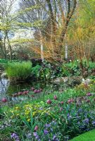 Spring garden with pond edged by border of Scilla, Fritillaria meleagris, Anenome, Salix alba stems, Ligularia leaves. Glen Chantry, Essex