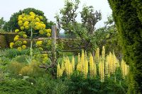 Late spring yellow with Lupinus, gnarled fruit espalier and Ferula communis - Great Dixter, Sussex