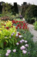 Tulipa and Myosotis in Spring border with Yorkstone path and clipped Taxus -Yew bushes. Great Dixter, Sussex