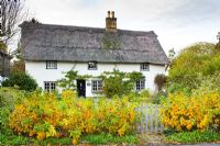 Thatched Cottage with Rosa rugosa hedge in autumn. Fulbourn, Cambridge