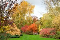 View of autumn colour shrub beds at Cambridge Botanic Gardens with Cornus sanguinea 'Midwinter Fire', Prunus, Cotinus, Ginkgo and Euonymus alatus.