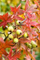 Malus trilobata berries and autumn leaves