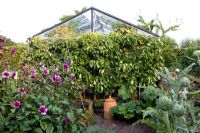 Potager and greenhouse behind espaliered Prunus domestica - Plum tree 