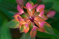 Euphorbia 'Fireglow'