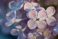 Syringa - Lilac 'Maidens Blush'