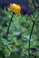 Trollius x cultorum 'Orange Princess' - Globeflower