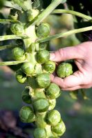 Harvesting  brussels sprouts
