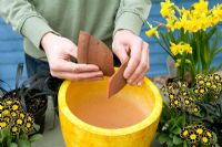 Planting a Spring continer with Narcissus and Primula auricula - Adding brokem pieces of terracotta for drainage
