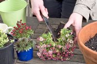 Planting Saxifraga and other succulents in containers - Dividing plant with a knife